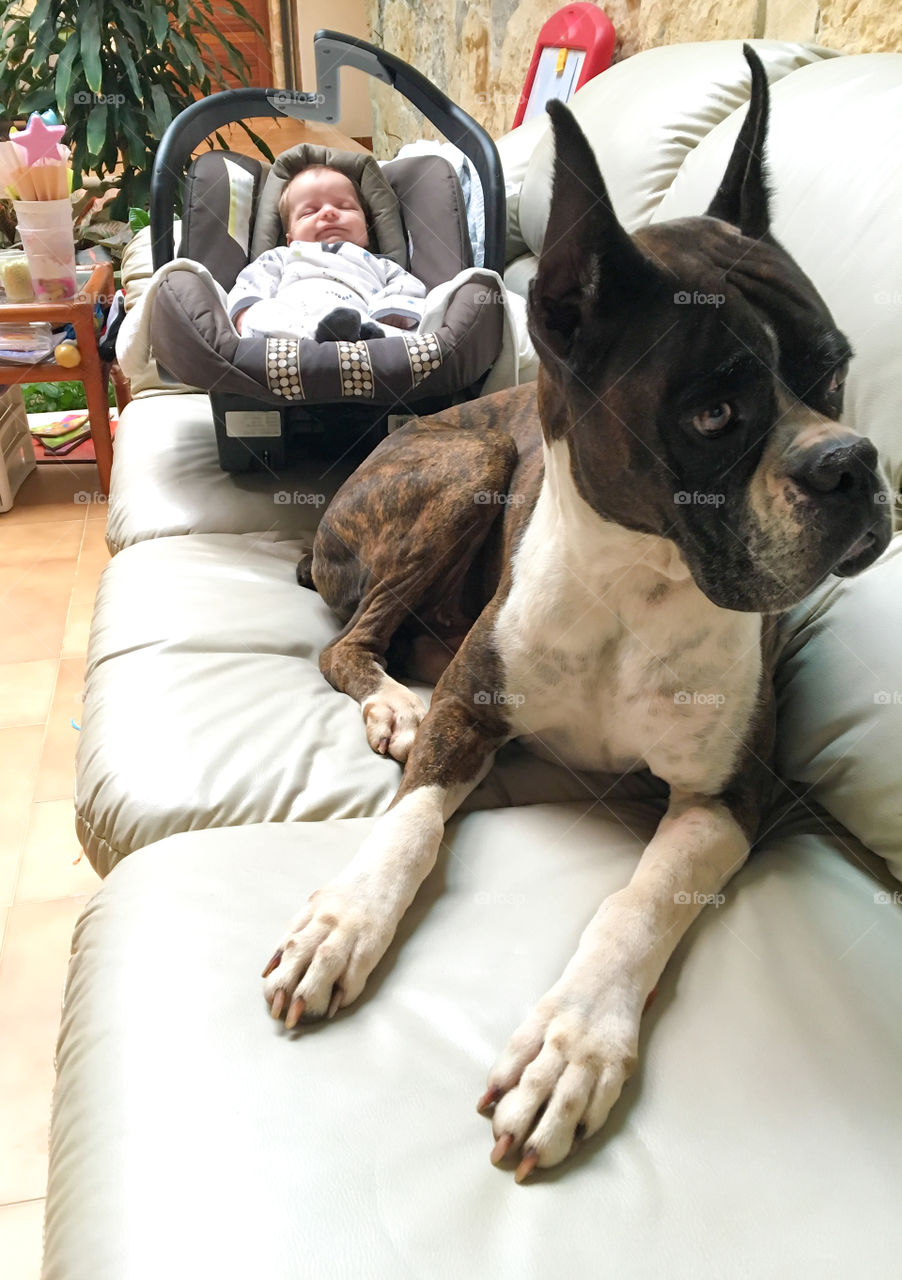 Cute baby sleeping in carriage with dog