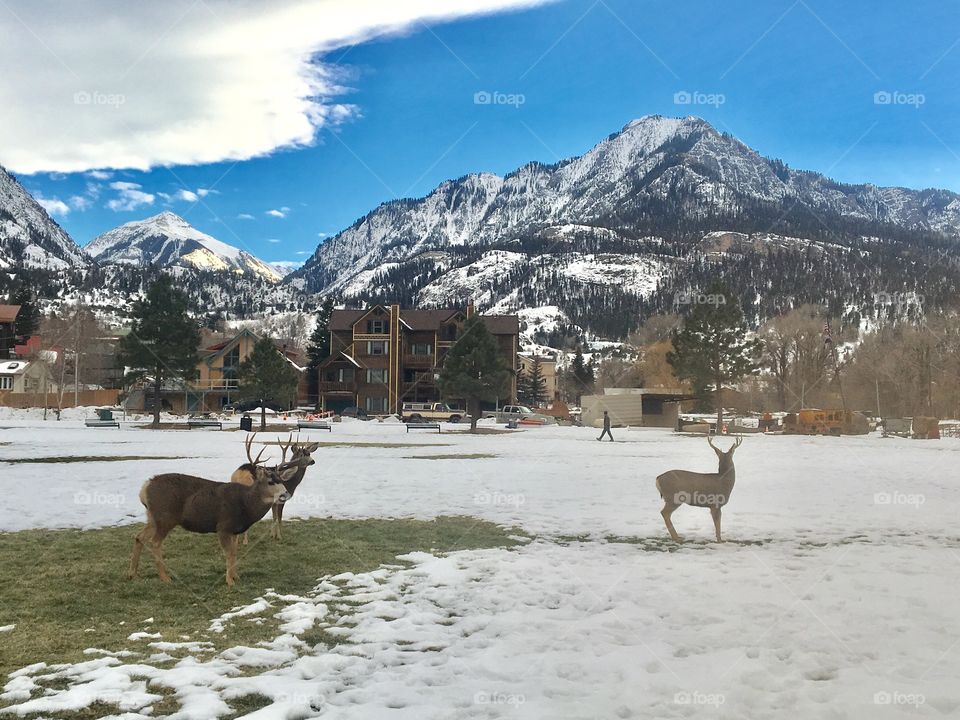 Deer in residential area of Ouray in winter