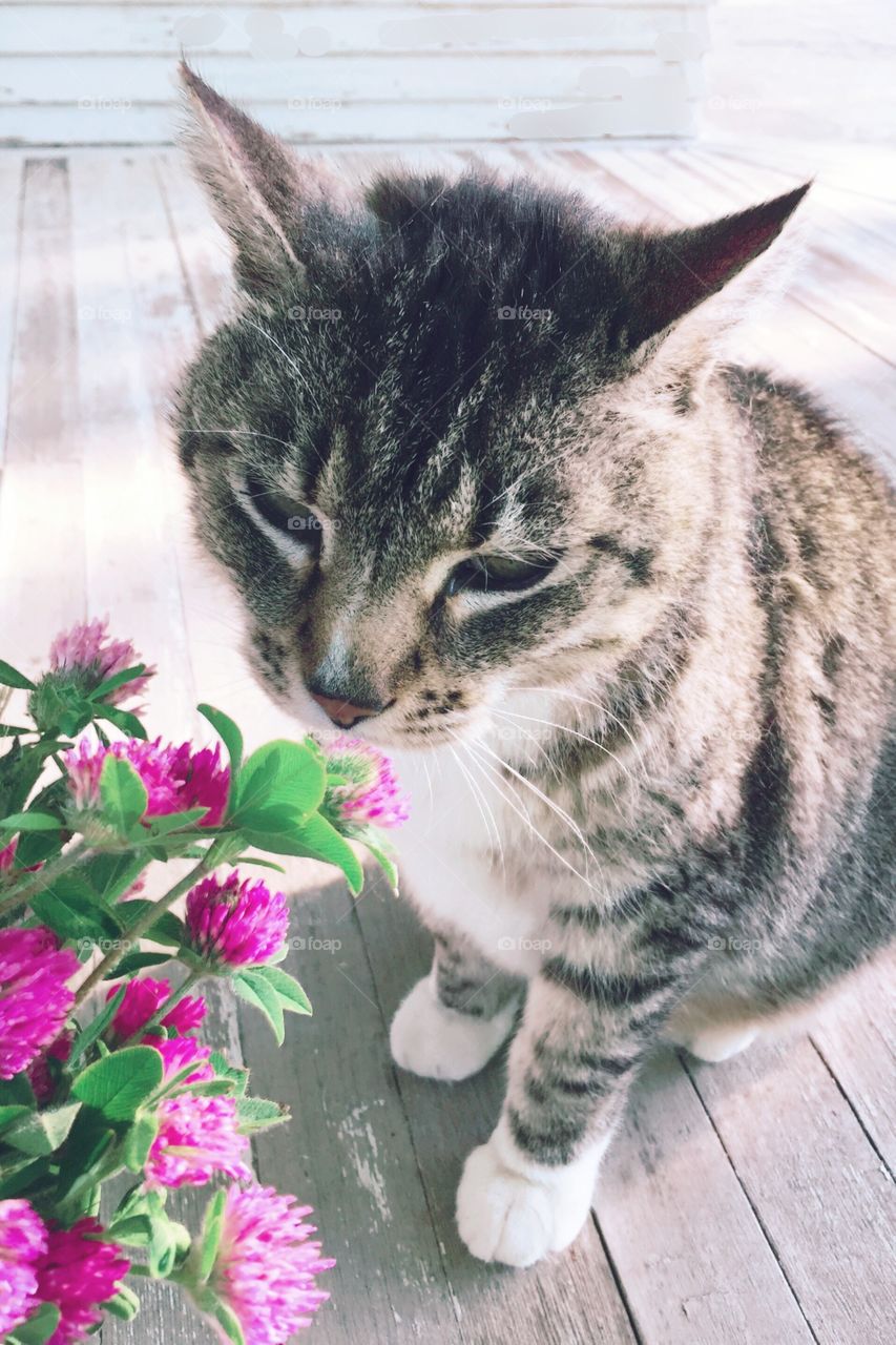 A grey tabby enjoying a bouquet of red clover 