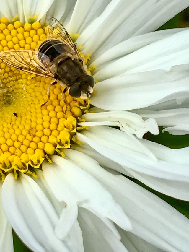 Baby Bumble 1