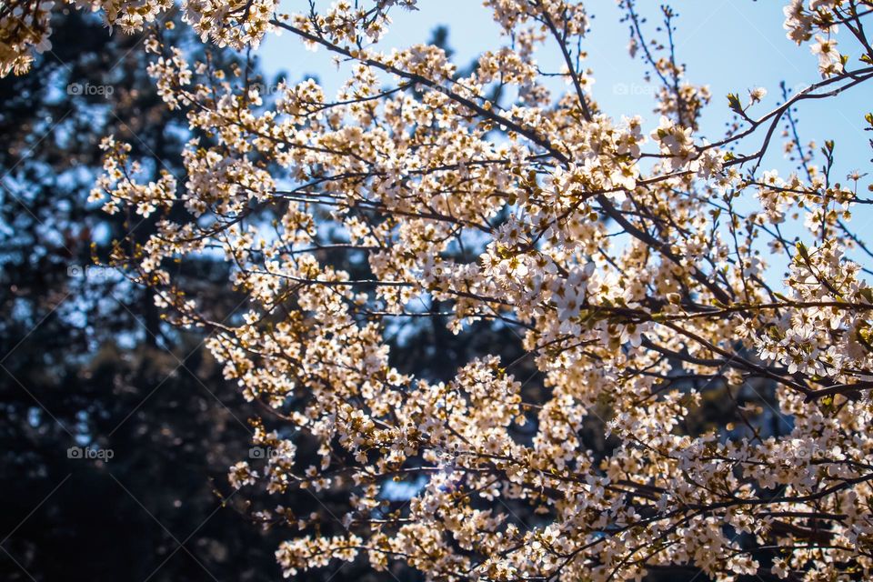 A spring blooming tree