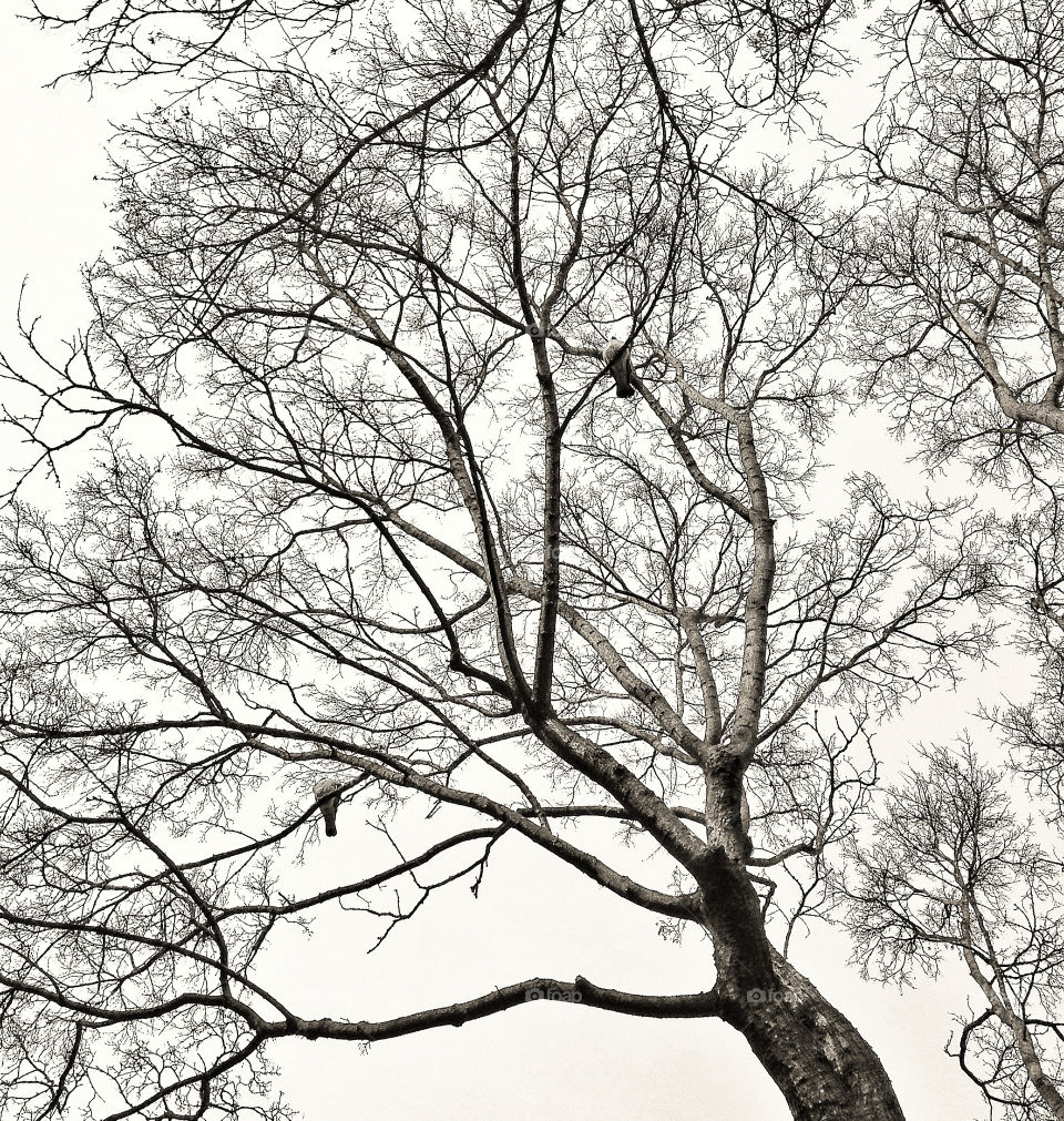 malmö winter dark tree by rui.dellavanzi