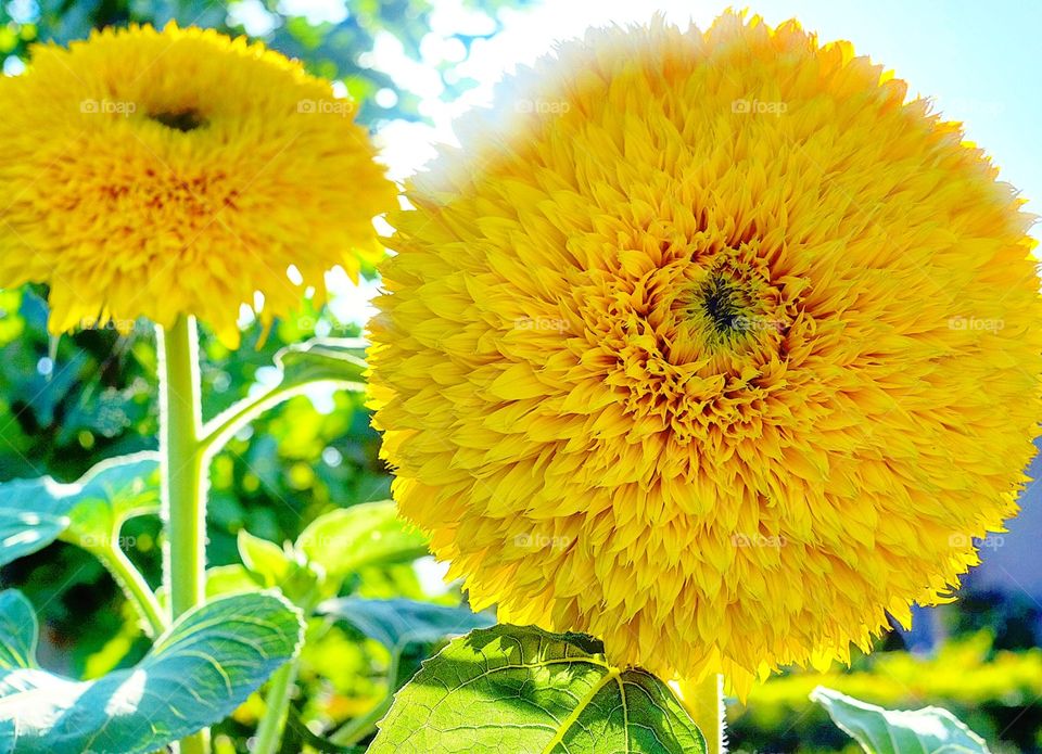 Teddy Bear Sunflowers.