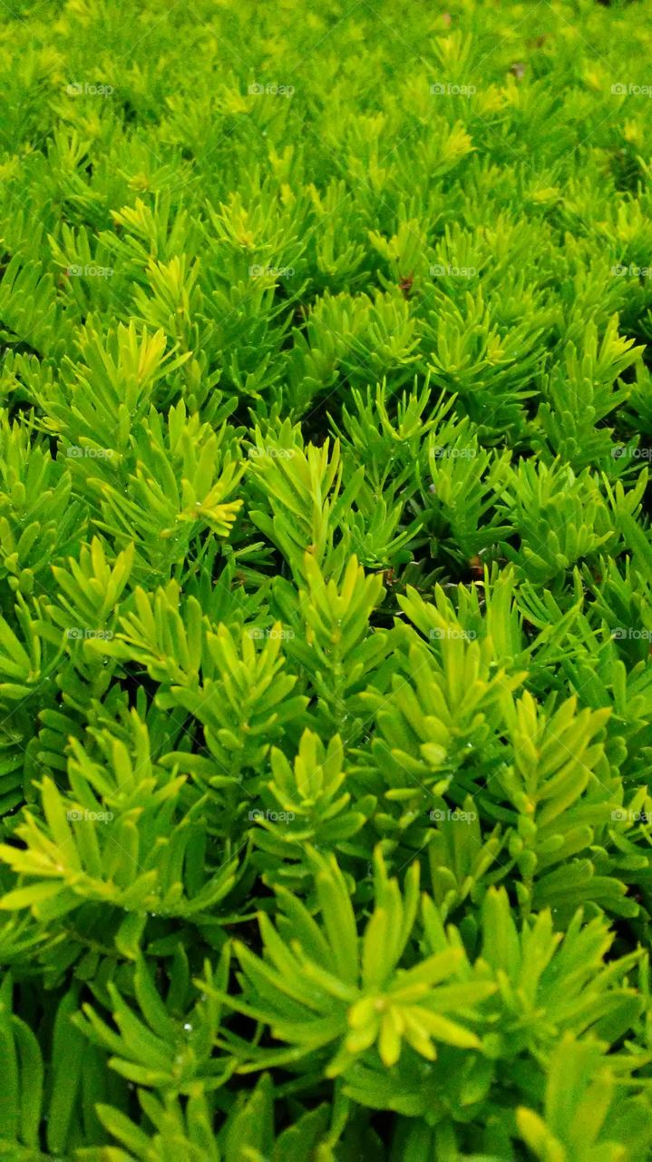 spring. fresh. green