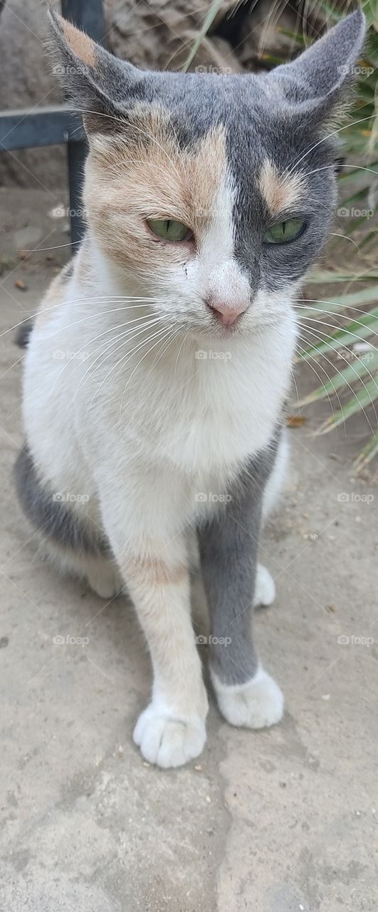 Sad cat have beutiful mixed color