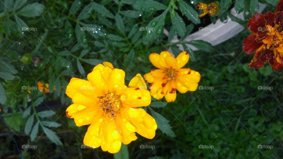 Water droplets on MARIGOLDS