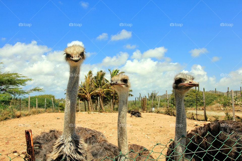 Ostrich Necks