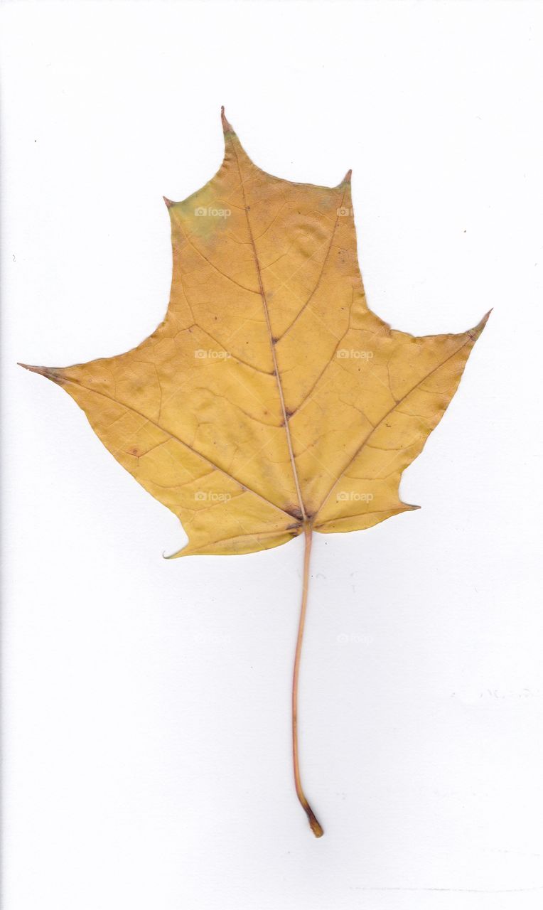 autumn leaf