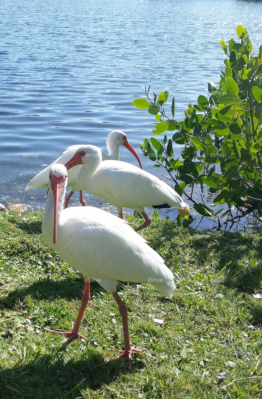 Ibis Squad