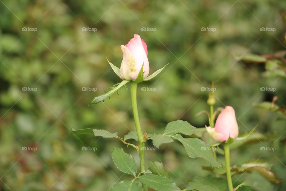Roses in Garden