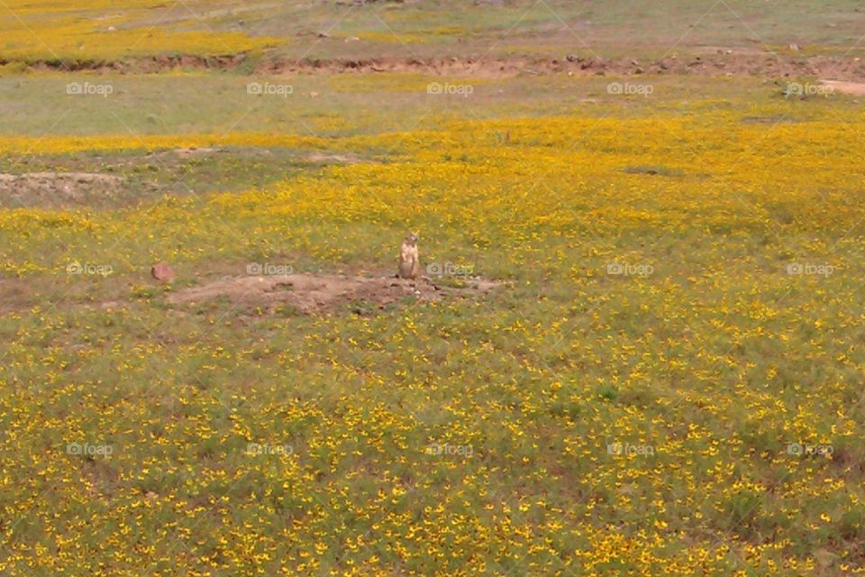 meerkat in a field of yellow