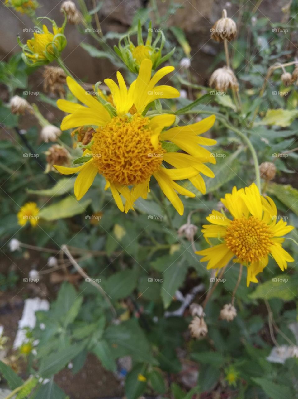 sunflower yellow flower seasonal fresh looks very beautiful generally found everywhere