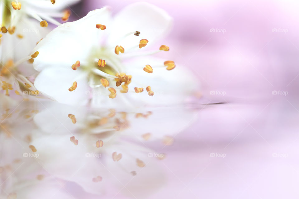 A nice and soft dreamy portrait of a white cherry blossom flower lying on the surface of water. the still water reflects the mirrored image of the flower on the pink background. the pestils of the flower are clearly visible.