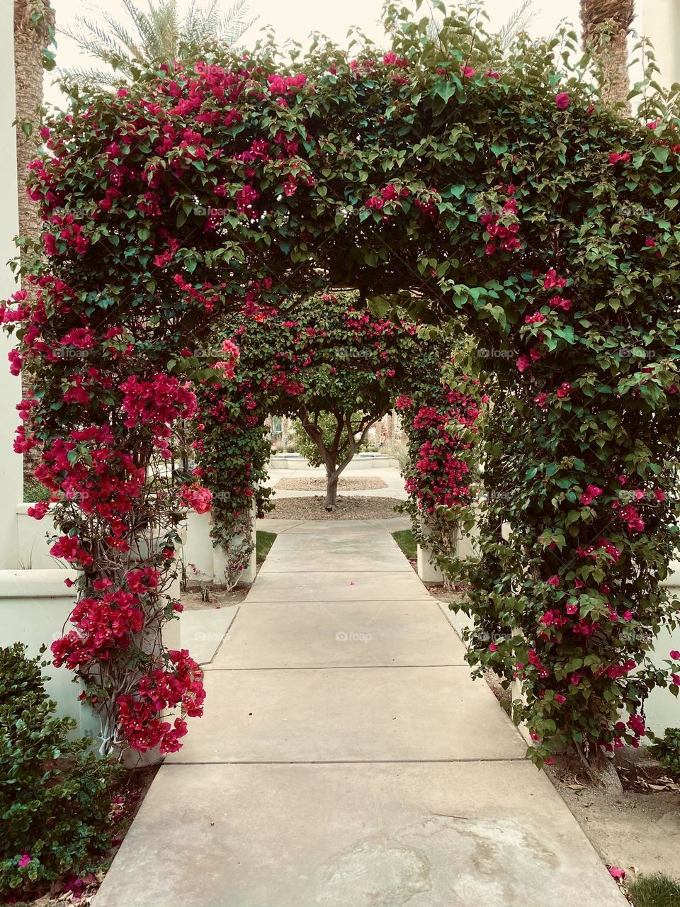 Path of Bougainvillea