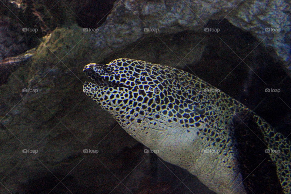 This is a spotted eel at the Newport Aquarium in Kentucky.