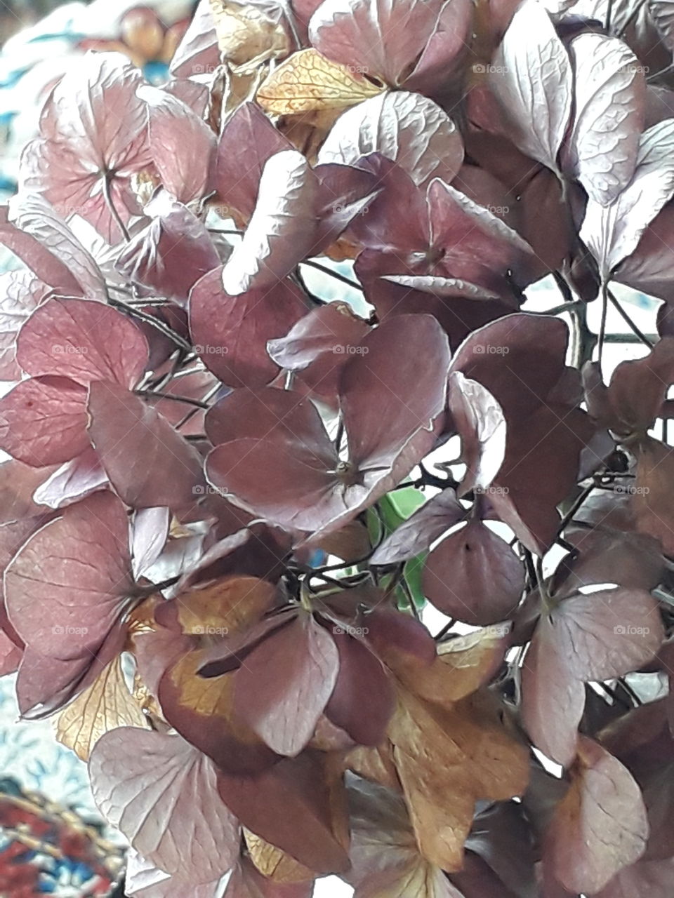 dried out pink faded flowers of hydrangea