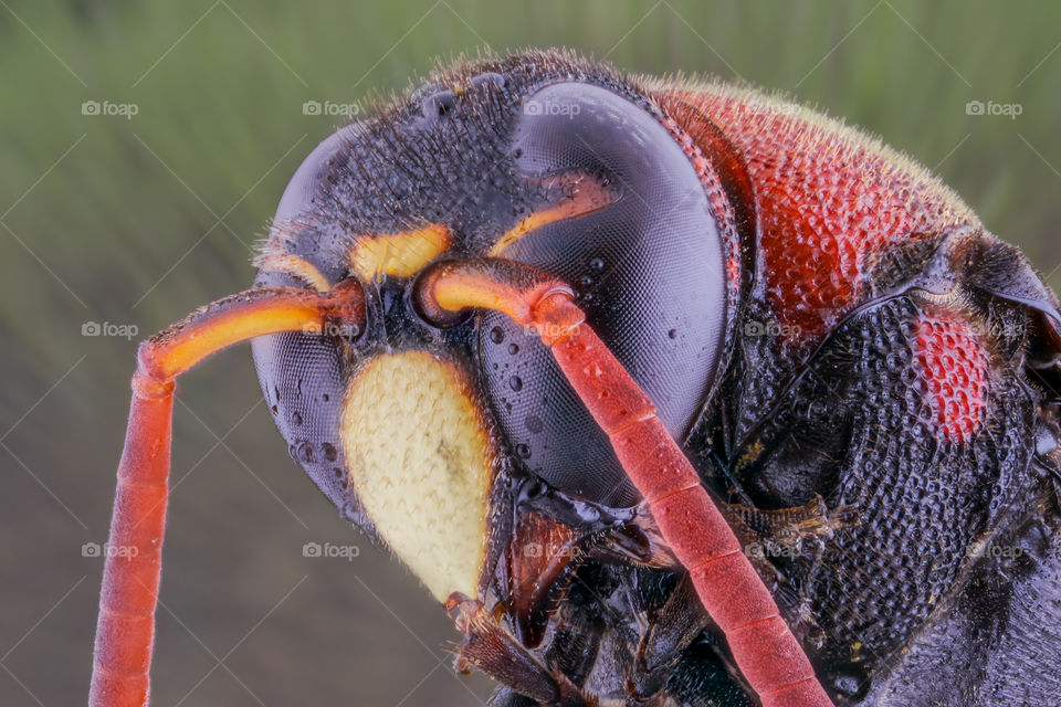 Eye Wasp