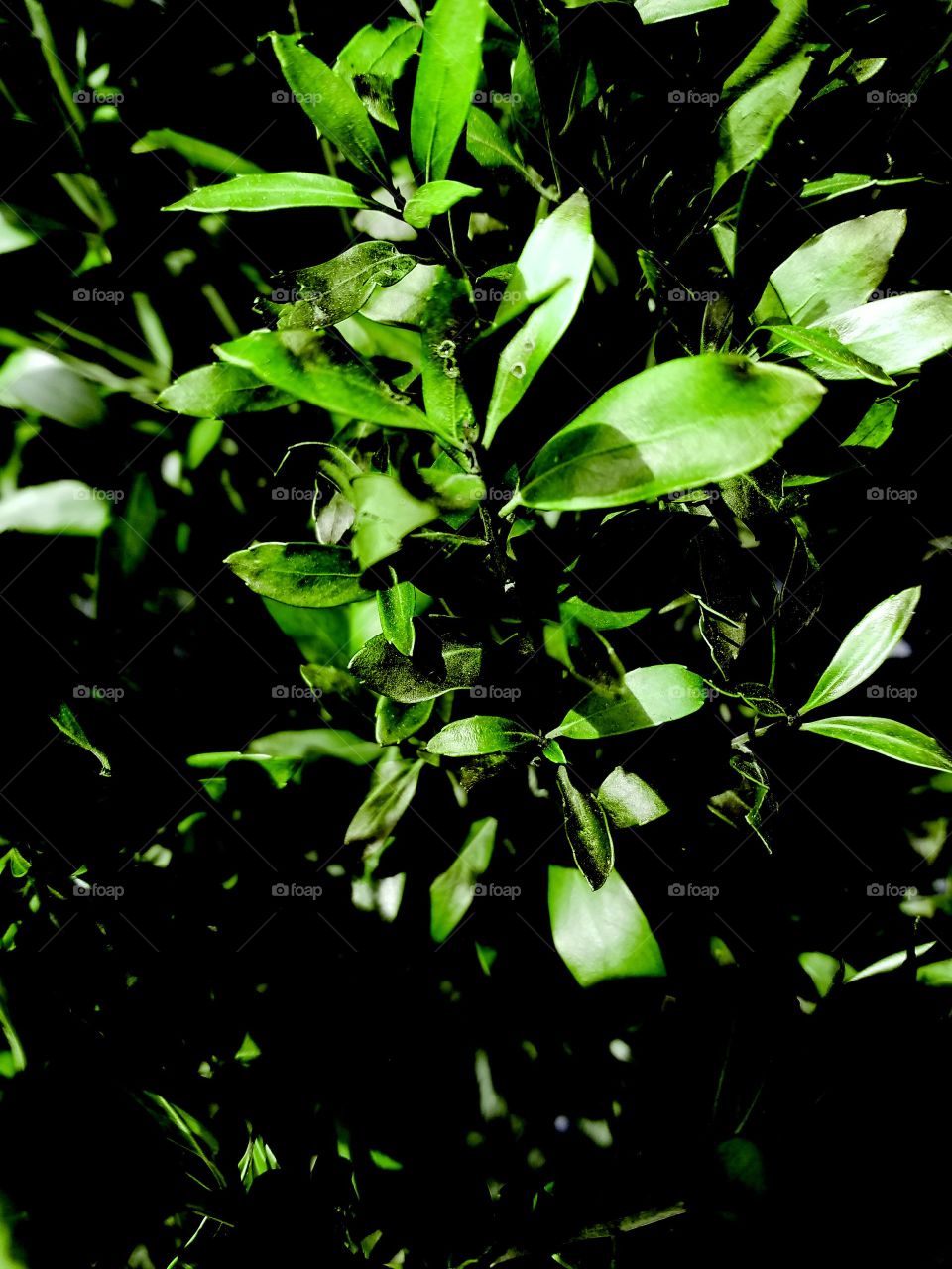 Plants decorating the outside of Tanger Outlet Mall located in Riverhead NY