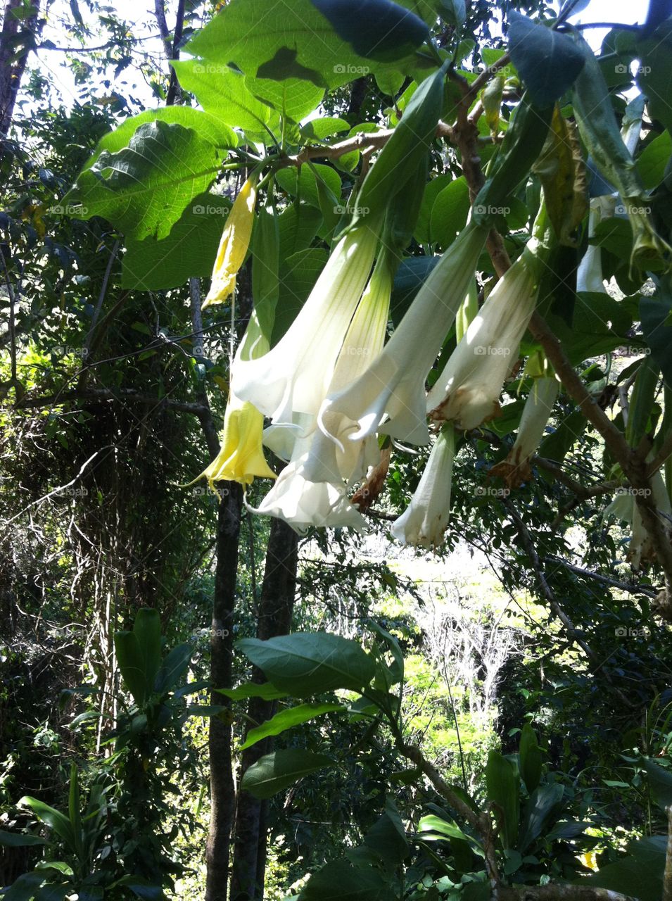 Angel's Trumpet. White 'Angel's Trumpet' flowers