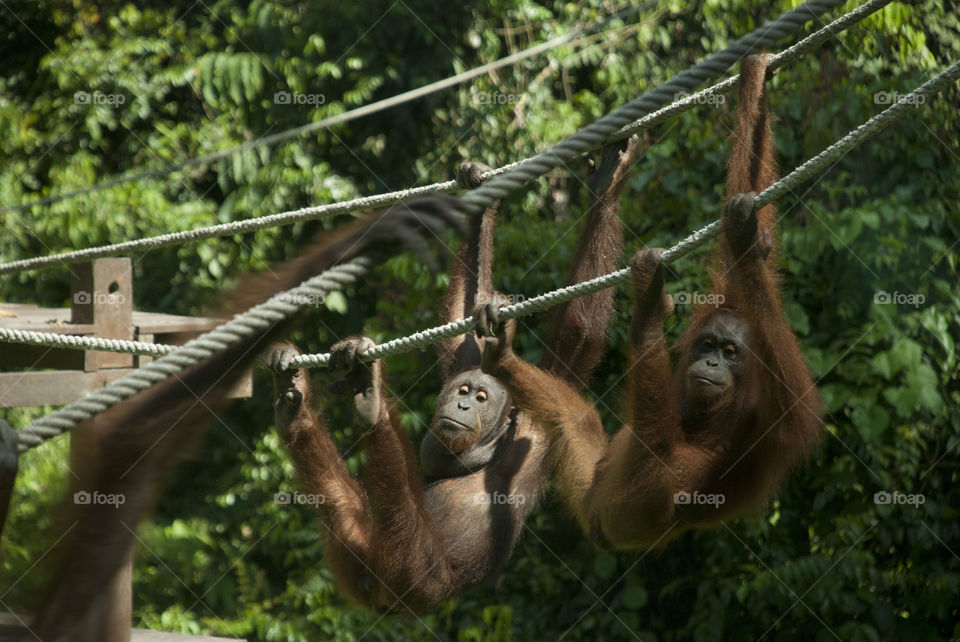 Two orangutans climbing on strings