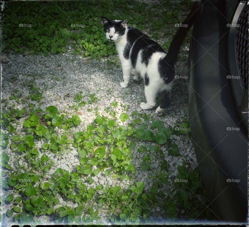 Outdoors, Mammal, Nature, Portrait, No Person