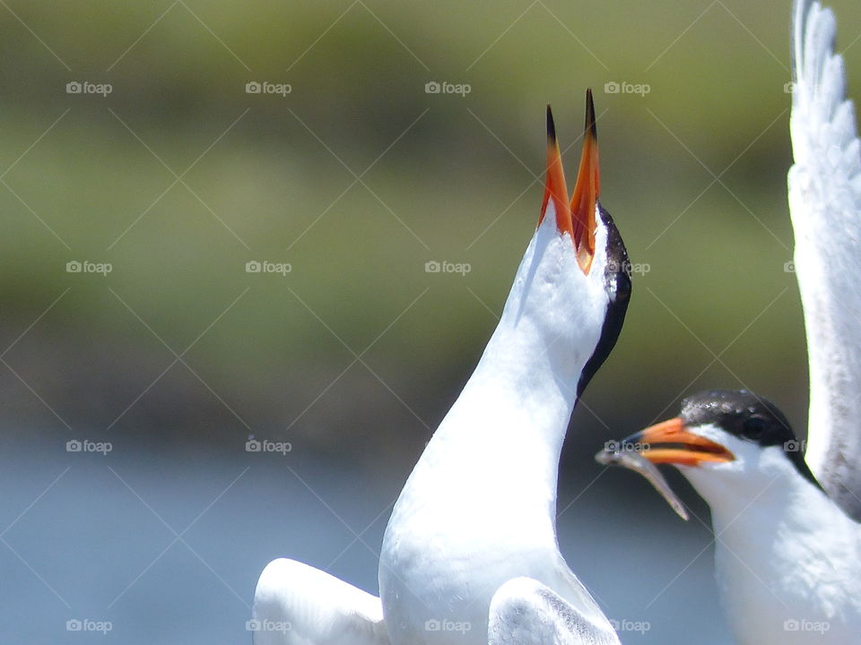 Two Forster's terns
