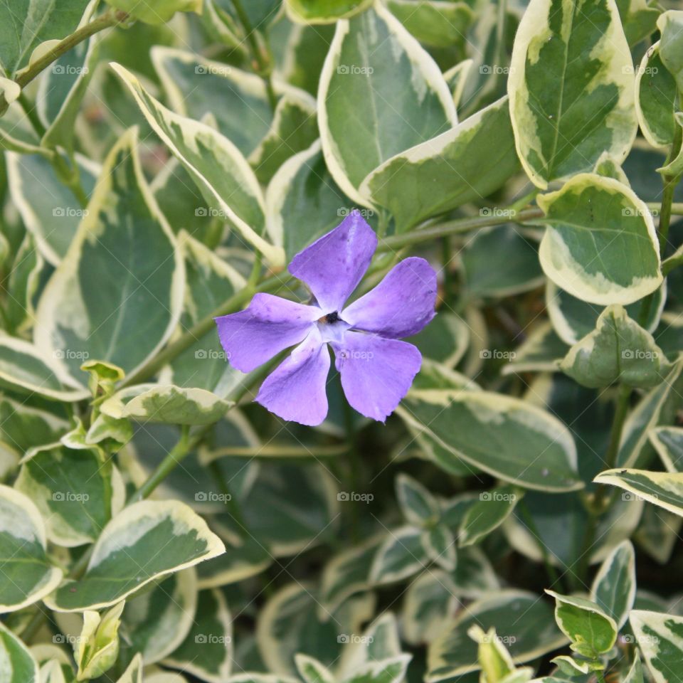 Single Lavender Flower