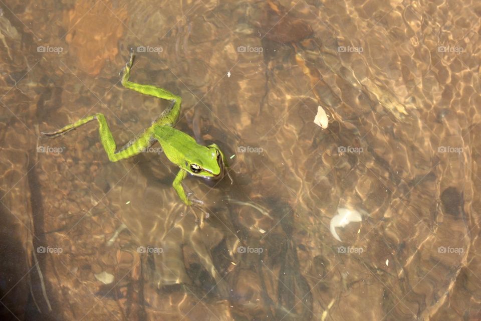 Green frogs swim in the river with clear water