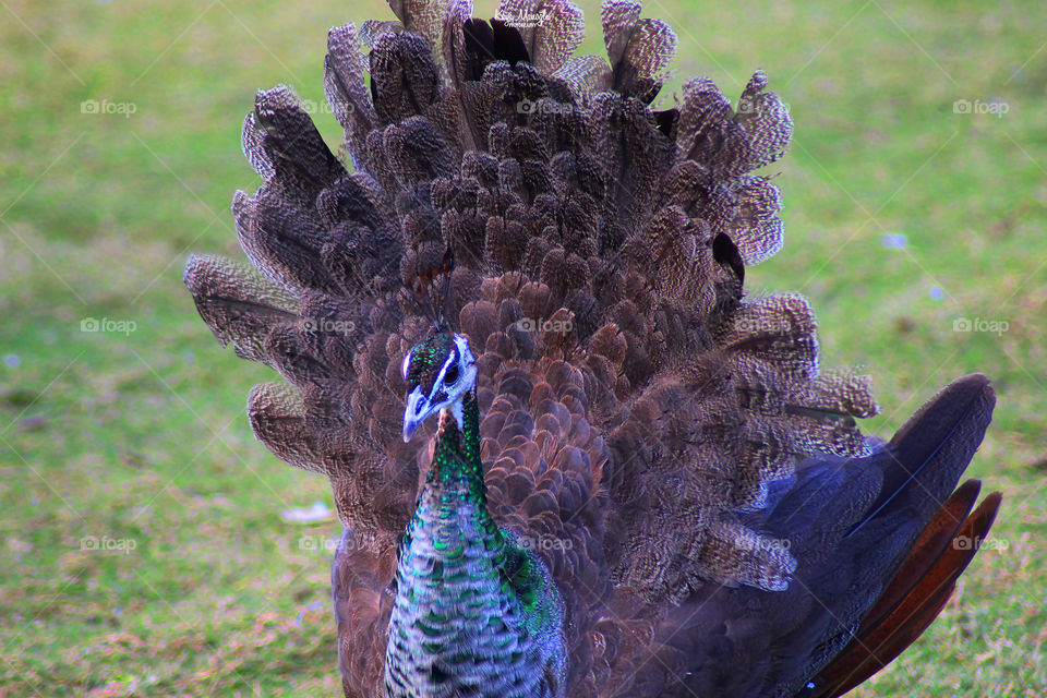 The Peacock