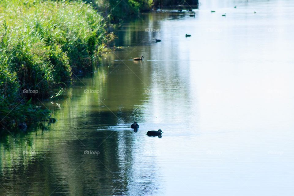 Ducks on a Lake