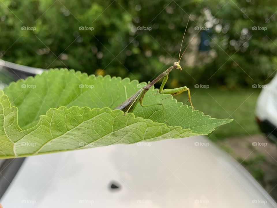 The Praying Mantis found a place to rest, on the car. I used a leaf to carry it to a better spot. 