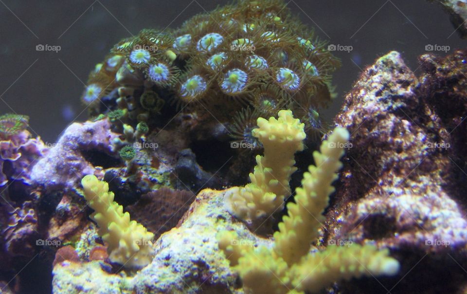 Captive Coral