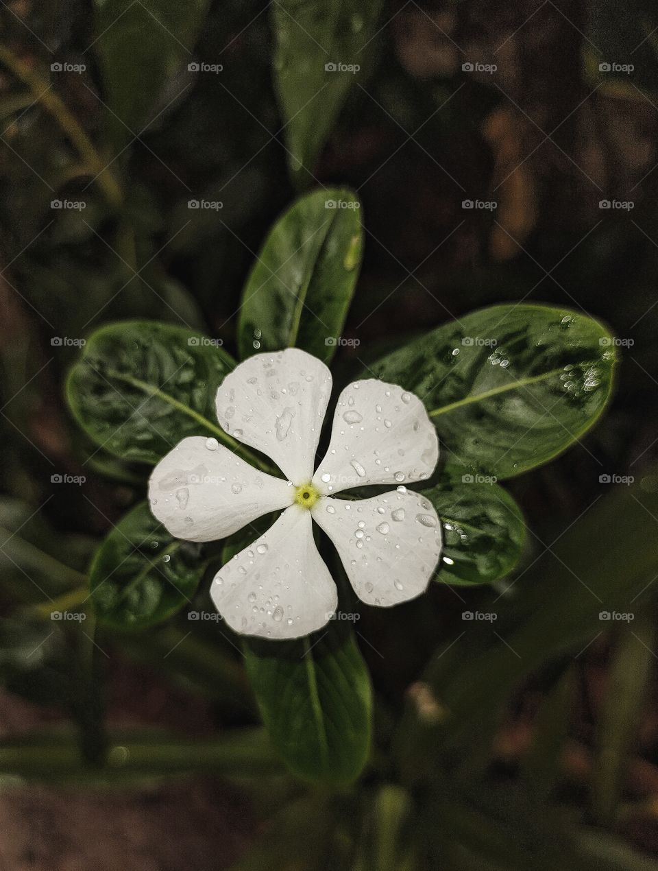 Uma florzinha