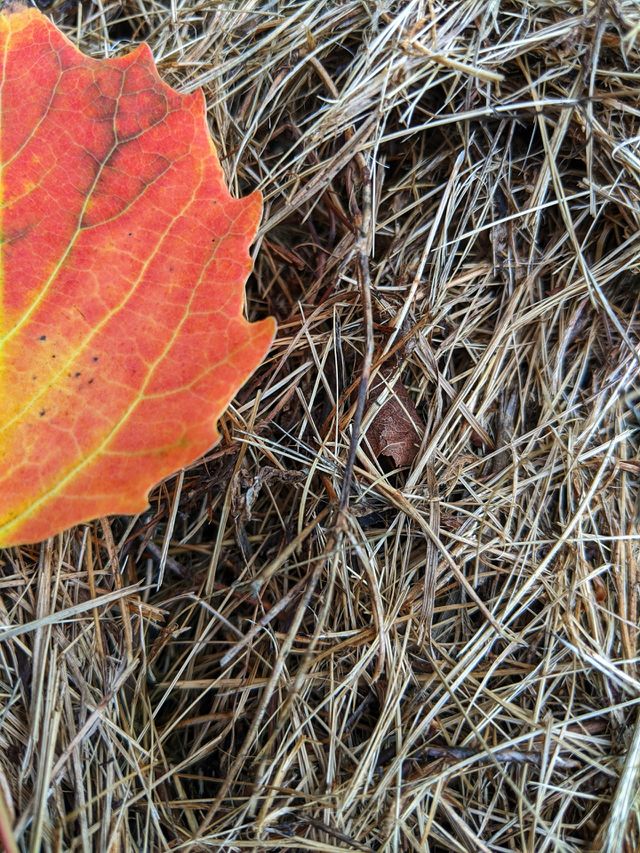Colorful autumn leaf on the ground