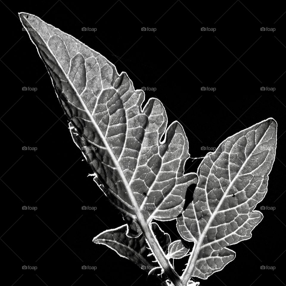 Black and white photo of tomato leaves