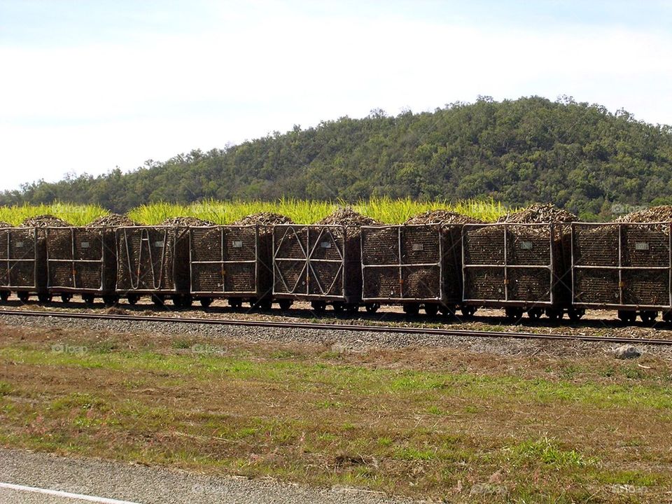 Cane train 