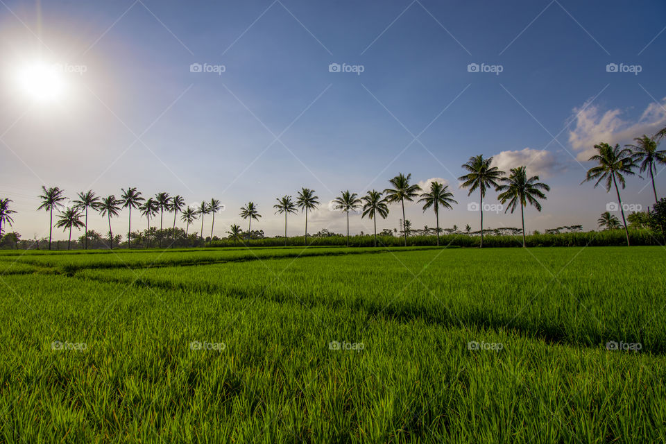 views of green rice fields and coconut trees