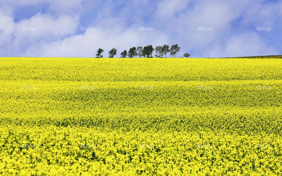 Rapseed