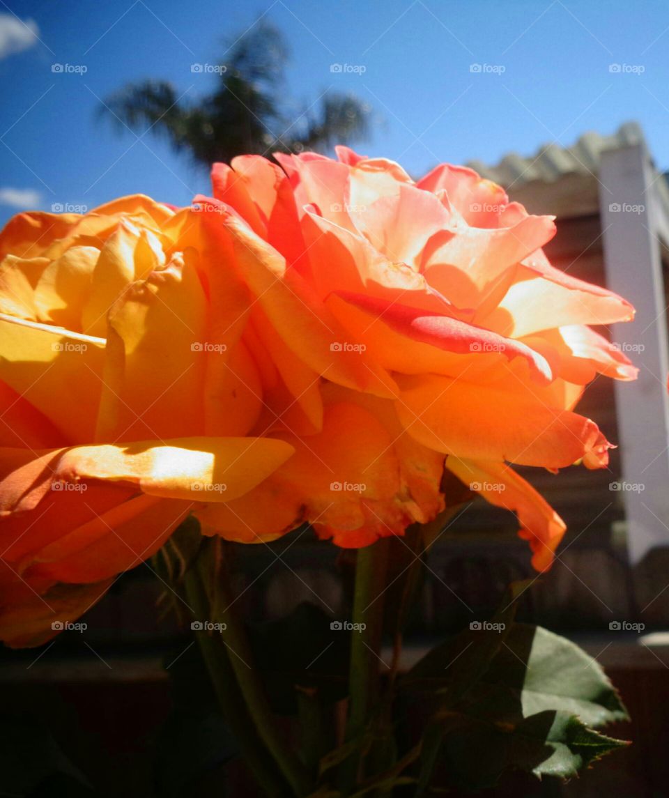beautiful roses blooming in the spring time.