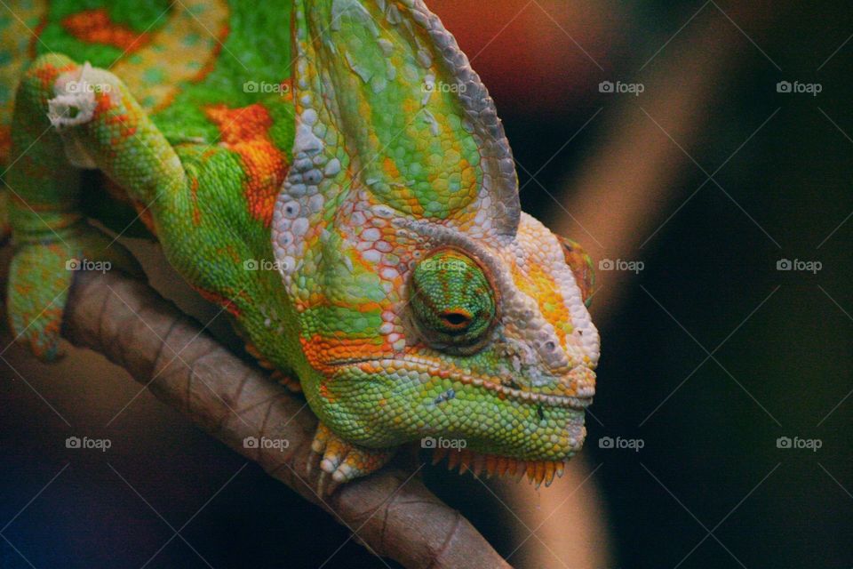 A meditating chameleon. He looks tired of life...