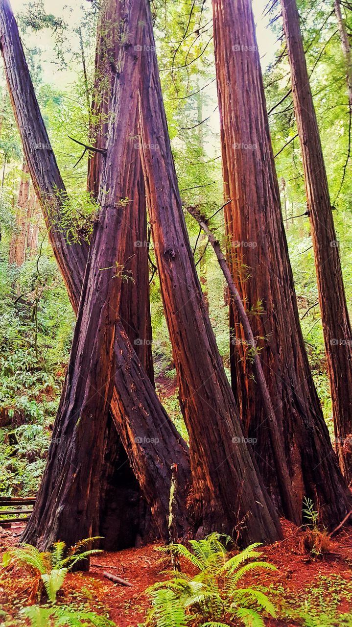 Wood, Tree, Nature, Sequoia, Redwood