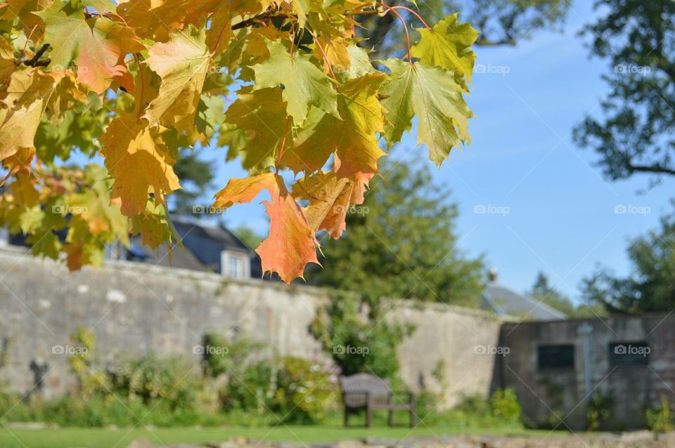 Autumn bench