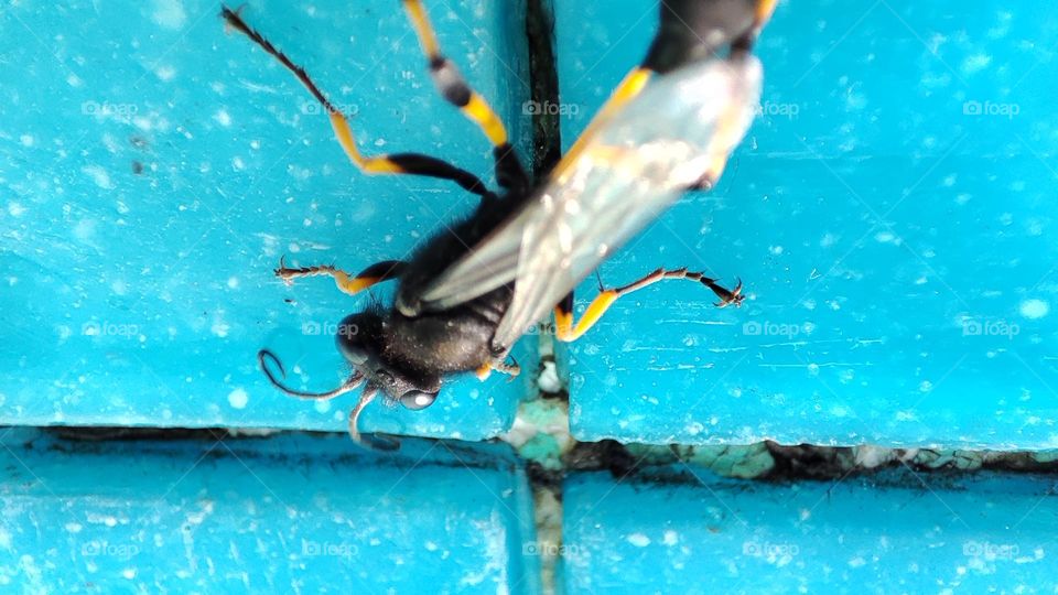Wasp, mud dauber