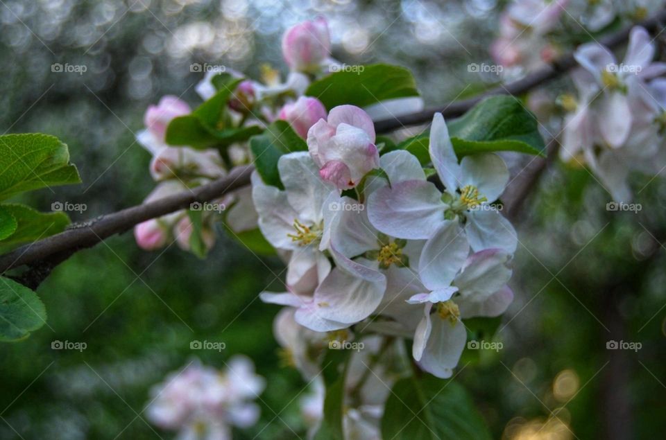 knock knock, spring! 