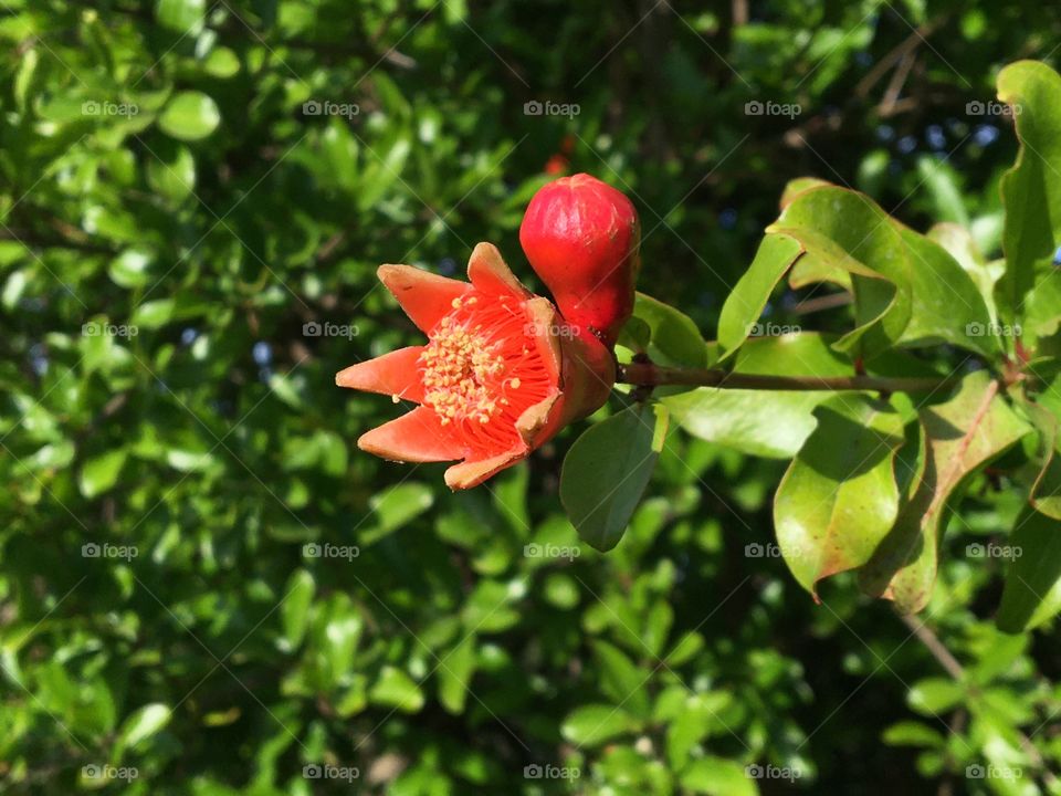 Flower of pomegranate tree