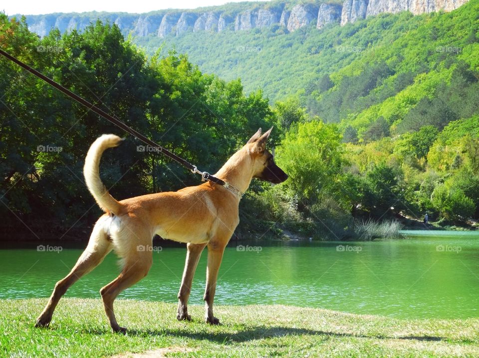 Travel dog