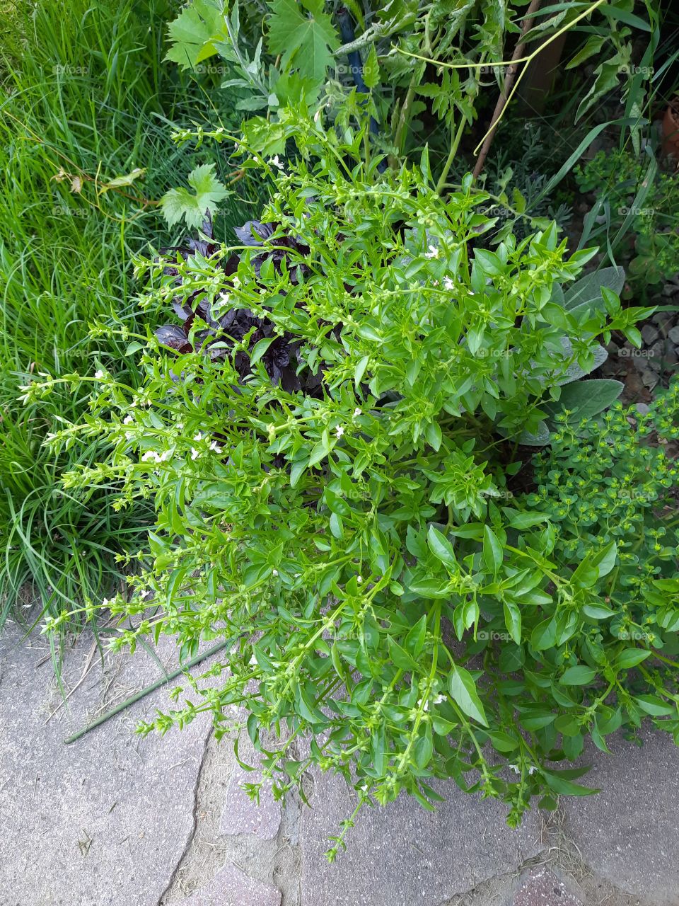 begining of blooming of greek basil