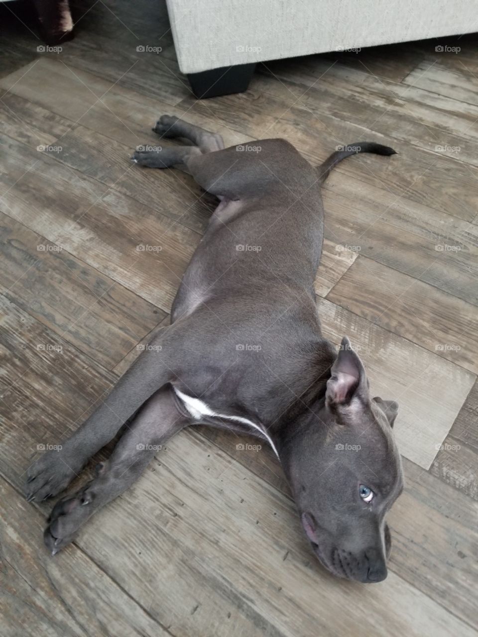 silly Staffordshire Bull Terrier puppy on wood plank floor
