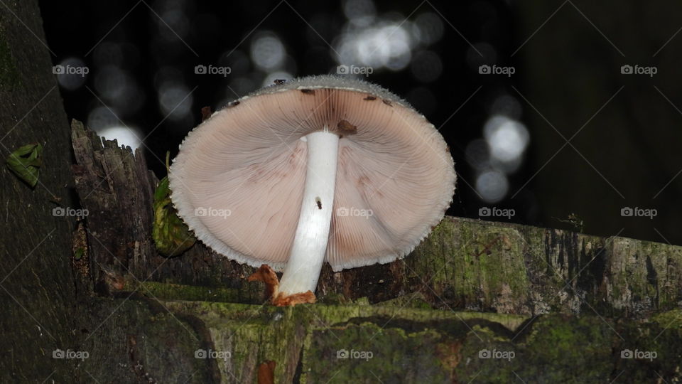 Pilz auf einem abgesägten Baumstamm