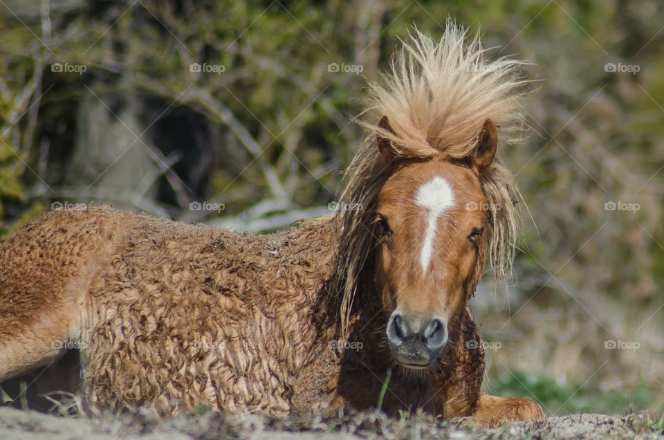 A happy, joyful, brown, punky, shetlandpony